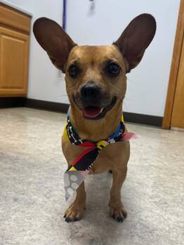 French Bulldog and Dachshund Dogs Available for Adoption - Bayleigh | PetCurious