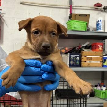 Bob -  Shepherd and Mixed Breed Dog for Adoption in Edinburg, Texas - Bob | PetCurious