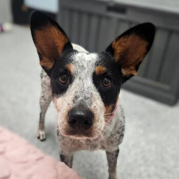 Rita -  Australian Cattle Dog Blue Heeler Dog for Adoption in Monticello, Iowa - Rita | PetCurious