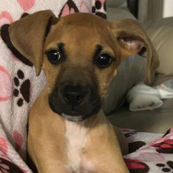 Chip -  Boxer and Black Mouth Cur Dog for Adoption in Pensacola, Florida - Chip | PetCurious
