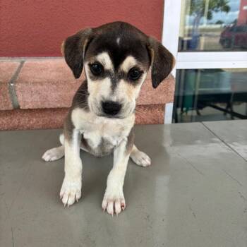 Shepherd Dogs Available for Adoption - Bubbles | PetCurious