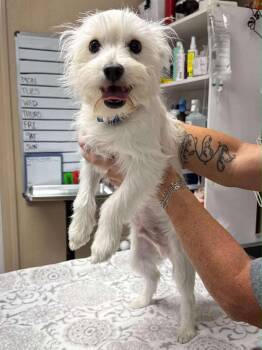 Rescue West Highland White Terrier Westie Dogs for Adoption in New Berlin, Wisconsin - CHARLIE WEST   $425 | PetCurious