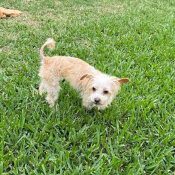 Maltese and Yorkshire Terrier Dogs Available for Adoption - Luella *Arriving 5/16* D11127 | PetCurious