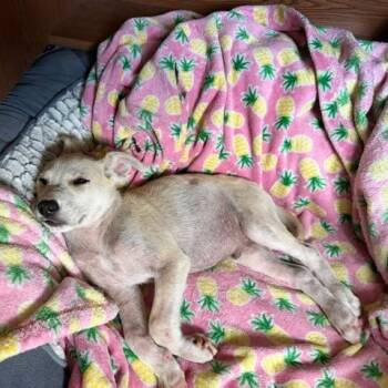 Lenny -  Mixed Breed Dog for Adoption in Buffalo, Minnesota - Lenny | PetCurious