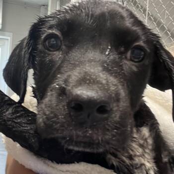 Goofy -  Labrador Retriever and Mixed Breed Dog for Adoption in Richmond Hill, Georgia - Goofy | PetCurious