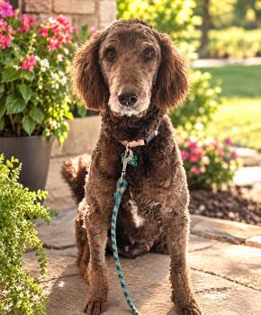 Autumn -  Poodle Dog for Adoption in Garland, Texas - Autumn | PetCurious