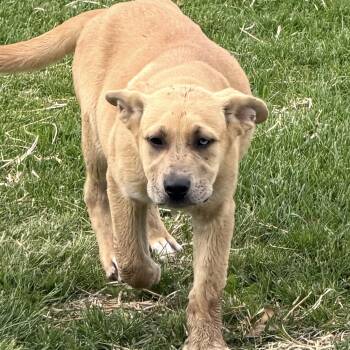 Great Dane Dogs Available for Adoption in Hindsboro, Illinois - Smuckers | PetCurious