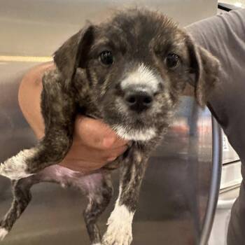 Chihuahua and Terrier Dogs Available for Adoption in Agua Dulce, California - Gizzy | PetCurious