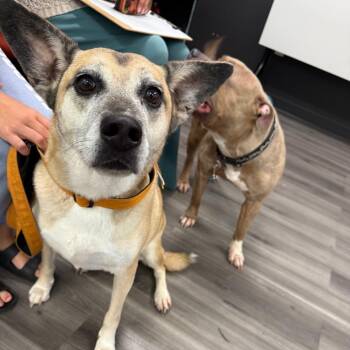 Echo -  German Shepherd Dog and Mixed Breed Dog for Adoption in York, Pennsylvania - Echo | PetCurious