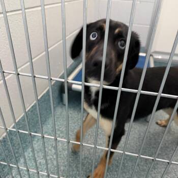 Future -  German Shepherd Dog and Husky Dog for Adoption in Greensboro, North Carolina - Future | PetCurious