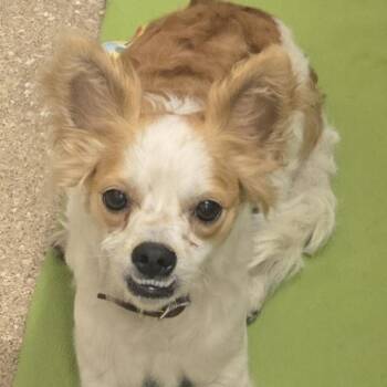 Falcor -  Mixed Breed Dog for Adoption in Sonoma, California - Falcor | PetCurious