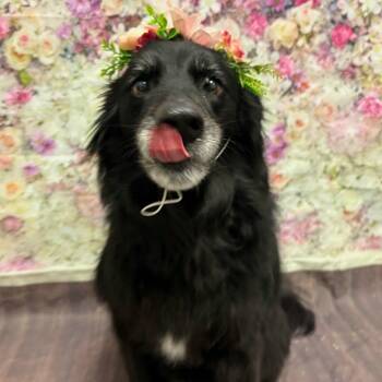 SADIE -  Australian Shepherd and Labrador Retriever Dog for Adoption in Largo, Florida - SADIE | PetCurious