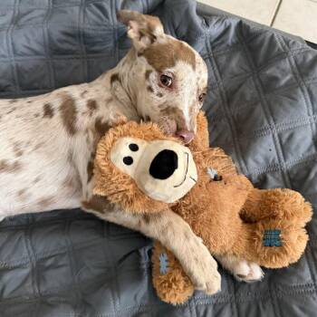 Australian Shepherd and Mixed Breed Dogs Available for Adoption in Eastford, Connecticut - NY Tinkerbell Avail Apr 25 (Tractor Supply Patterson NY) | PetCurious