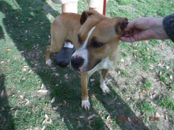 Rescue Pit Bull Terrier and Mixed Breed Dogs for Adoption in Fort Worth, Texas - ROCKY | PetCurious