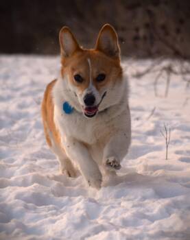 Corgi Dogs Available for Adoption - Duchess - Active!! | PetCurious