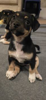 Terrier and Dachshund Dogs Available for Adoption in Sunnyvale, California - Jessie | PetCurious