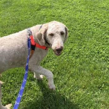 Standard Poodle Dogs Available for Adoption in Hilliard, Ohio - Kiko | PetCurious