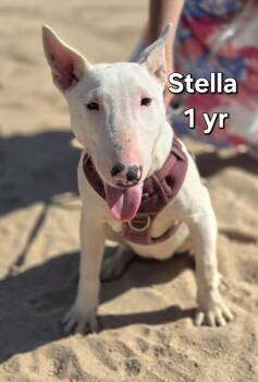 Bull Terrier Dogs Available for Adoption in Yucca Valley, California - Stella | PetCurious