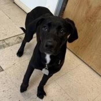 Rescue Black Labrador Retriever Dogs for Adoption in Roseburg, Oregon - Newt | PetCurious