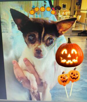 Olive 7 lbs senior -  Chihuahua Dog for Adoption - Olive 7 Lbs Senior | PetCurious