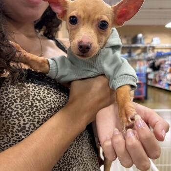 Bessie -  Chihuahua Dog for Adoption in Corona, California - Bessie | PetCurious