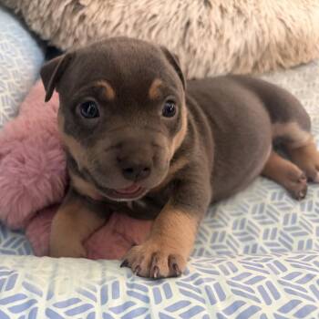 Joy -  Pit Bull Terrier Dog for Adoption in Benton City, Washington - Joy | PetCurious