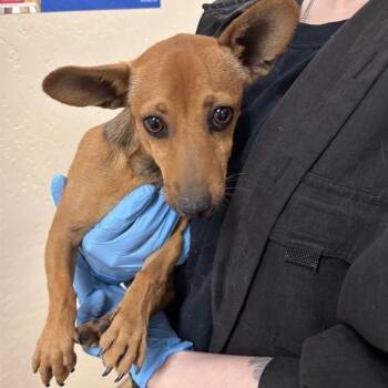 Saguaro -  Chihuahua and Dachshund Dog Available for Adoption in Tempe, Arizona - Saguaro | PetCurious