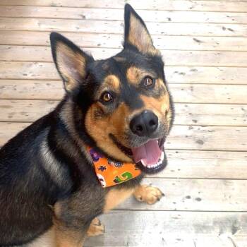 Husky Dogs Available for Adoption - Fendi (70 Lbs) | PetCurious