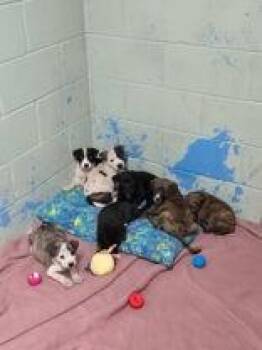Eddie Eraser -  Terrier Dog for Adoption in Newport, Kentucky - Eddie Eraser | PetCurious