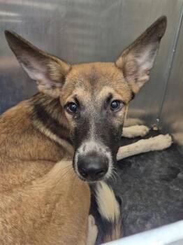 STUART BONEBERRY -  German Shepherd Dog Dog for Adoption in San Antonio, Texas - STUART BONEBERRY | PetCurious