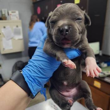 Mixed Breed Dogs Available for Adoption - Garnet | PetCurious