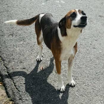 Phil -  Mixed Breed Dog Available for Adoption in Vieques, Vieques - Phil | PetCurious
