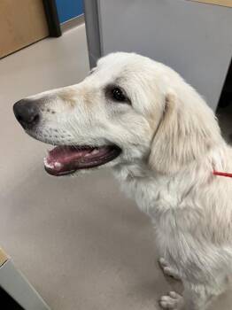 CHLOE -  Mixed Breed Dog for Adoption in Dallas, Texas - CHLOE | PetCurious