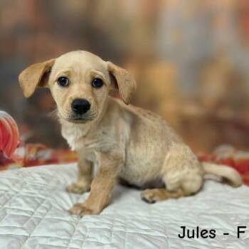Jules -  Terrier and Mixed Breed Dog for Adoption in Griswold, Connecticut - Jules | PetCurious