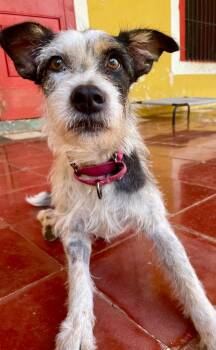 Terrier Dogs Available for Adoption in Mississauga, Ontario - Vaquita | PetCurious