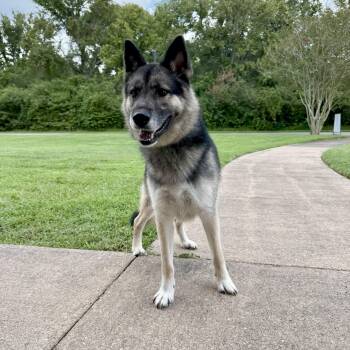 Rescue German Shepherd Dog Dogs for Adoption in Angleton, Texas - Loki | PetCurious