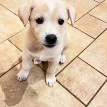 Bolt -  Terrier and Mixed Breed Dog for Adoption in Calgary, Alberta - Bolt | PetCurious