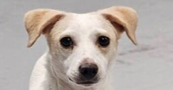 Rescue Jack Russell Terrier Dogs for Adoption in Los Angeles, California - Wishbone | PetCurious