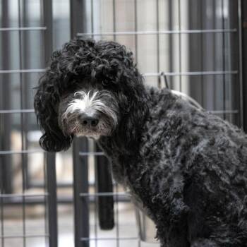 Nova (D24-405) -  Bernese Mountain Dog and Standard Poodle Dog for Adoption in Peyton, Colorado - Nova (D24-405) | PetCurious