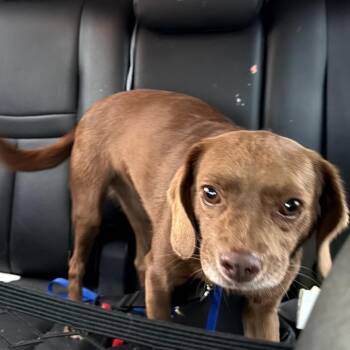 Rosie C-34356 -  Beagle and Mixed Breed Dog for Adoption in Oklahoma City, Oklahoma - Rosie C-34356 | PetCurious