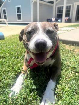 Pepper -  Pit Bull Terrier Dog for Adoption in Austin, Texas - Pepper | PetCurious