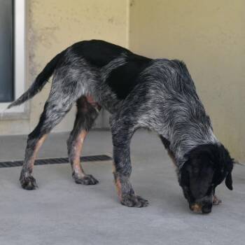 Copper -  German Wirehaired Pointer and Mixed Breed Dog for Adoption in Ottawa, Kansas - Copper | PetCurious