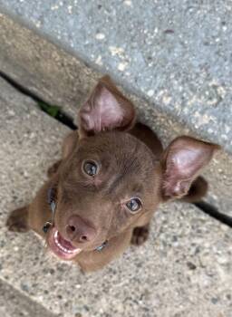 Kayla -  Mixed Breed Dog for Adoption in Grand Rapids, Michigan - Kayla | PetCurious