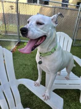 Layla -  Mixed Breed Dog for Adoption in Savannah, Georgia - Layla | PetCurious