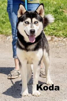 Husky Dogs Available for Adoption in Macomb, Illinois - Koda | PetCurious