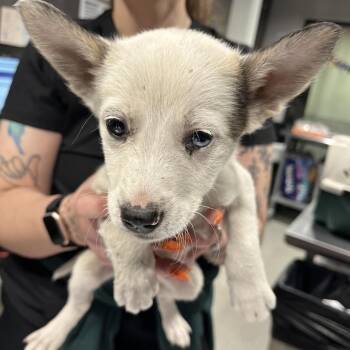 Catahoula Leopard Dog and Husky Dogs Available for Adoption in Tampa, Florida - Angel | PetCurious