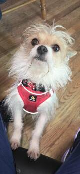 Chinese Crested Dog and Terrier Dogs Available for Adoption - Frost | PetCurious
