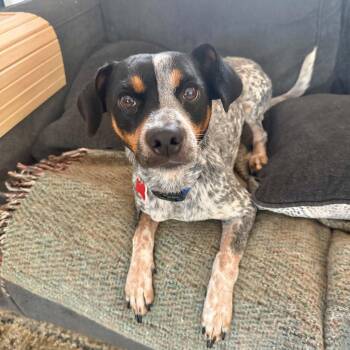 Jesse -  Australian Cattle Dog Blue Heeler and Chihuahua Dog for Adoption in Boulder, Colorado - Jesse | PetCurious
