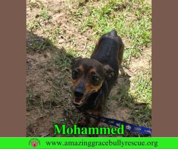 Mohammed -  Chihuahua Dog for Adoption in Pensacola, Florida - Mohammed | PetCurious
