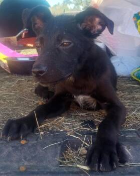 Rescue Australian Shepherd Dogs for Adoption in Mena, Arkansas - Flower | PetCurious